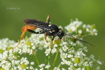 Amblyjoppa fuscipennis (10)